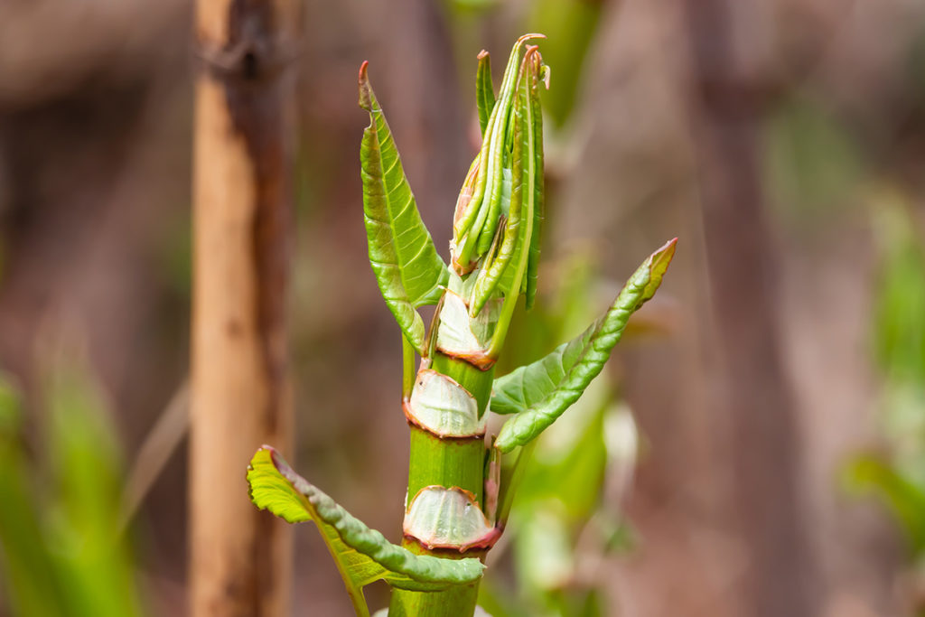 Japanese Knotweed in the Spring