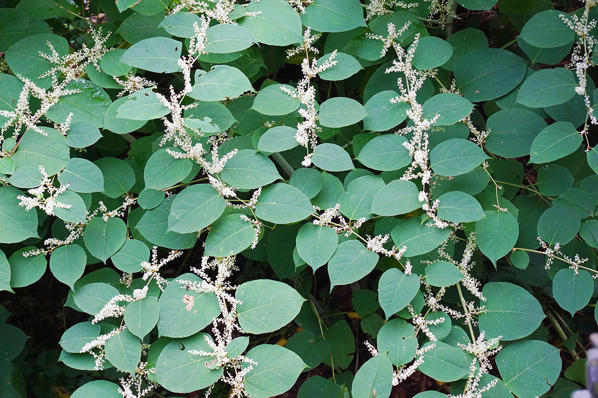 The importance of correctly identifying Japanese Knotweed