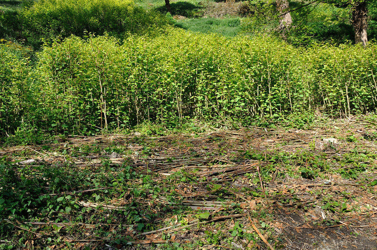 Housing association pays homeowner £32.5k after Japanese Knotweed invades garden