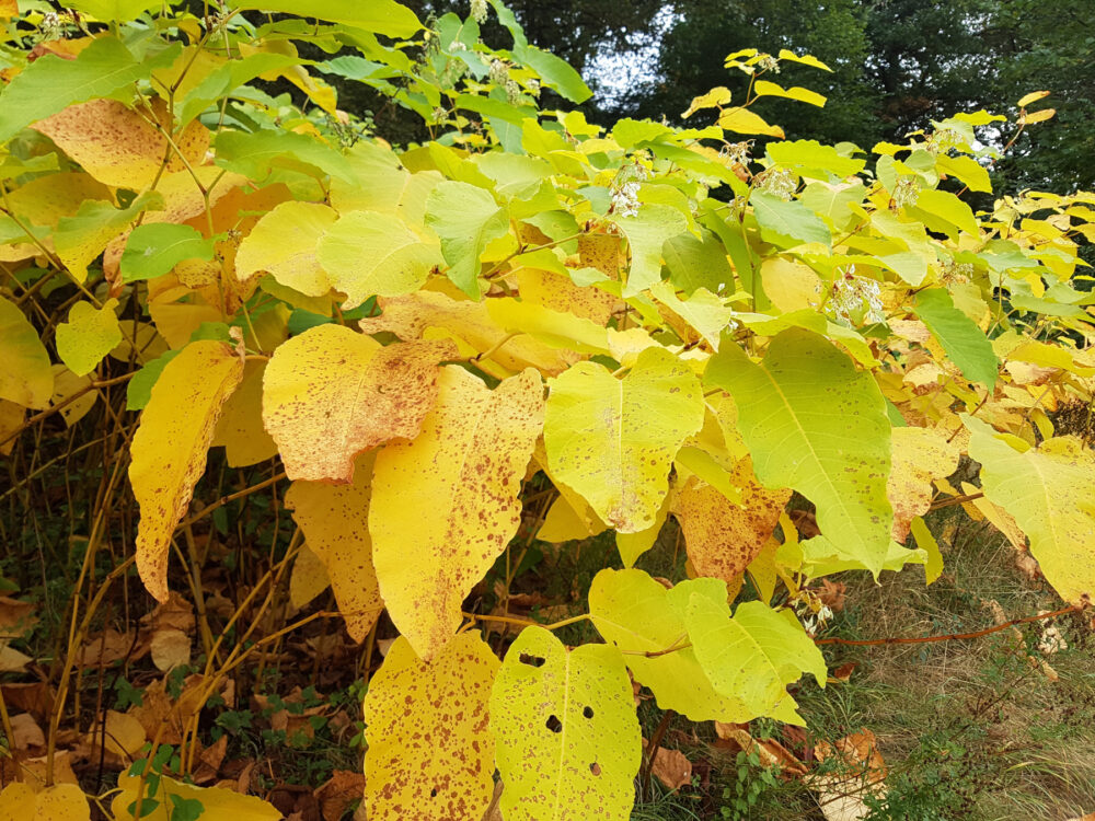 Wildlife Trust warns that floods are increasing the spread of Japanese Knotweed