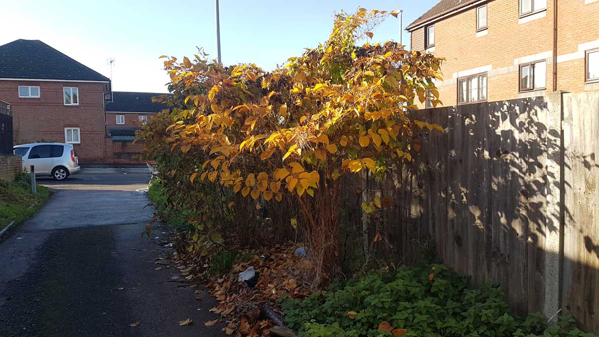 When is the Best Time to Treat Japanese Knotweed?
