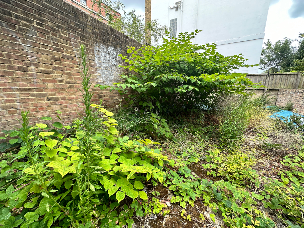 UK braces for Japanese Knotweed onslaught as growing season commences