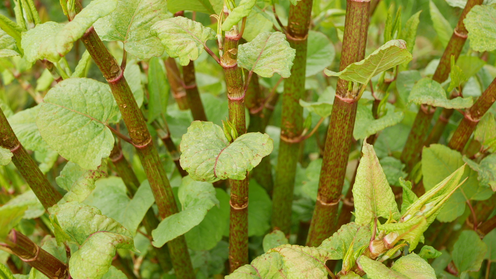 What is Japanese Knotweed? Everything you need to know