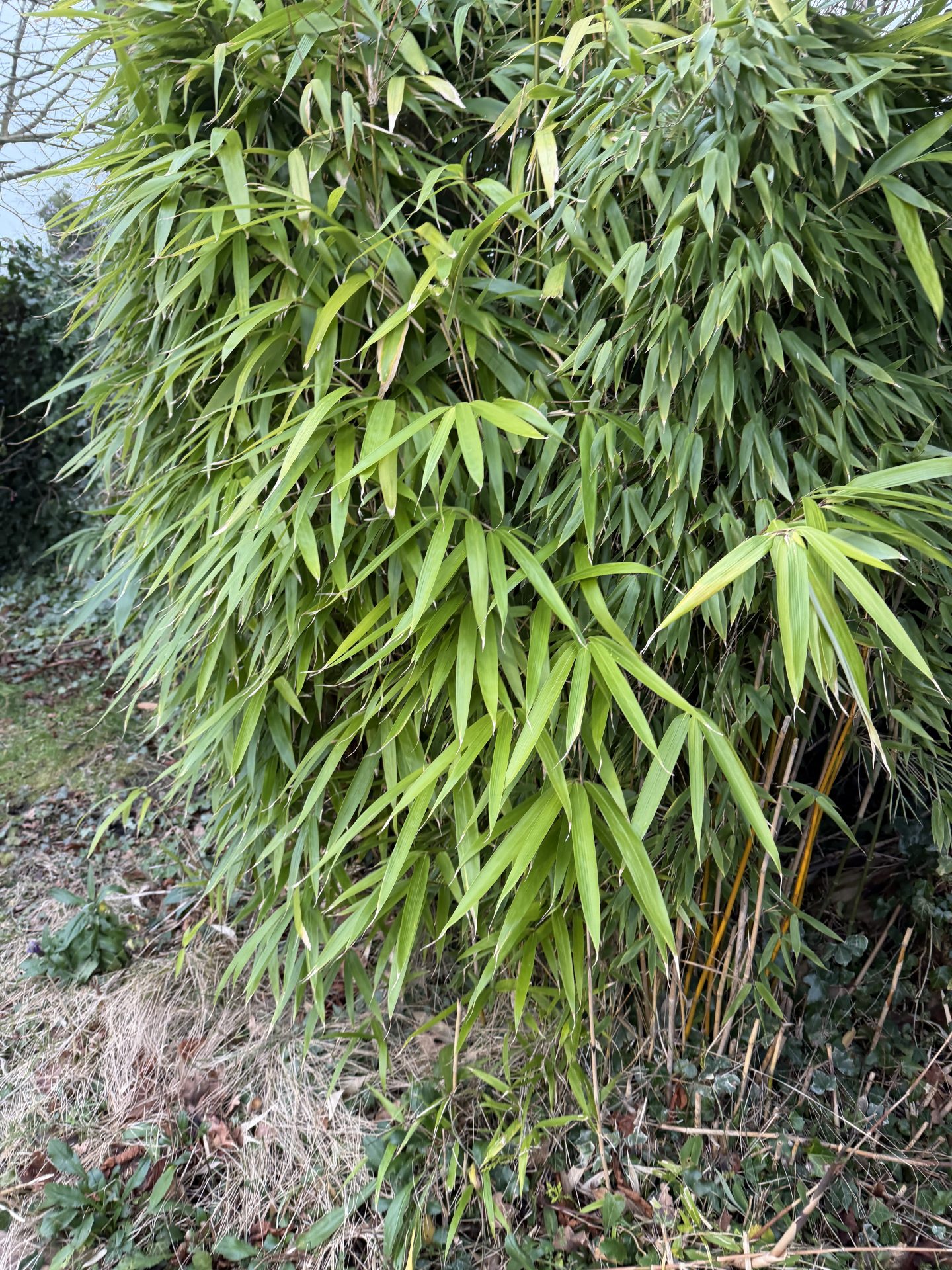 Insurance-Backed Guarantees Now Available for Bamboo and Other Invasive Species